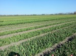 [field may 1st northeast area.jpg]